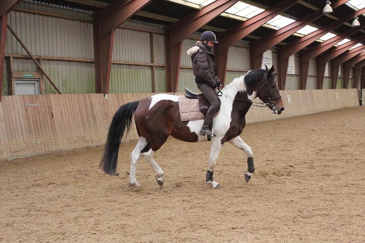 Anden særlig race Spirit Of Sapana billede 19