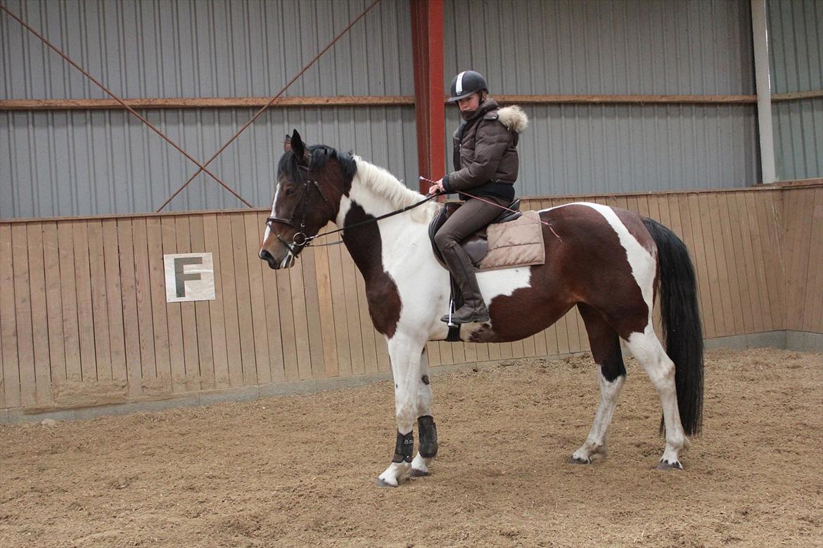 Anden særlig race Spirit Of Sapana billede 20