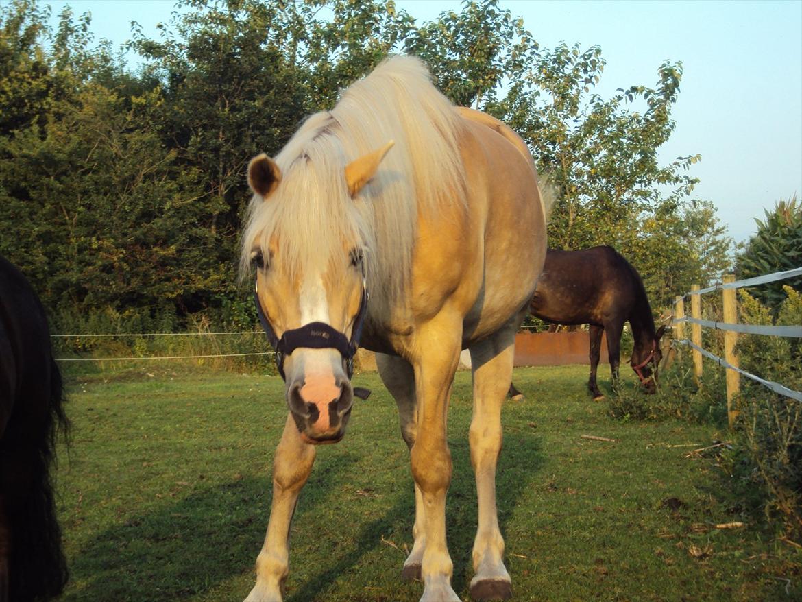 Tyroler Haflinger Bonny - Titte BØØØØØØØØØHHH!  billede 2