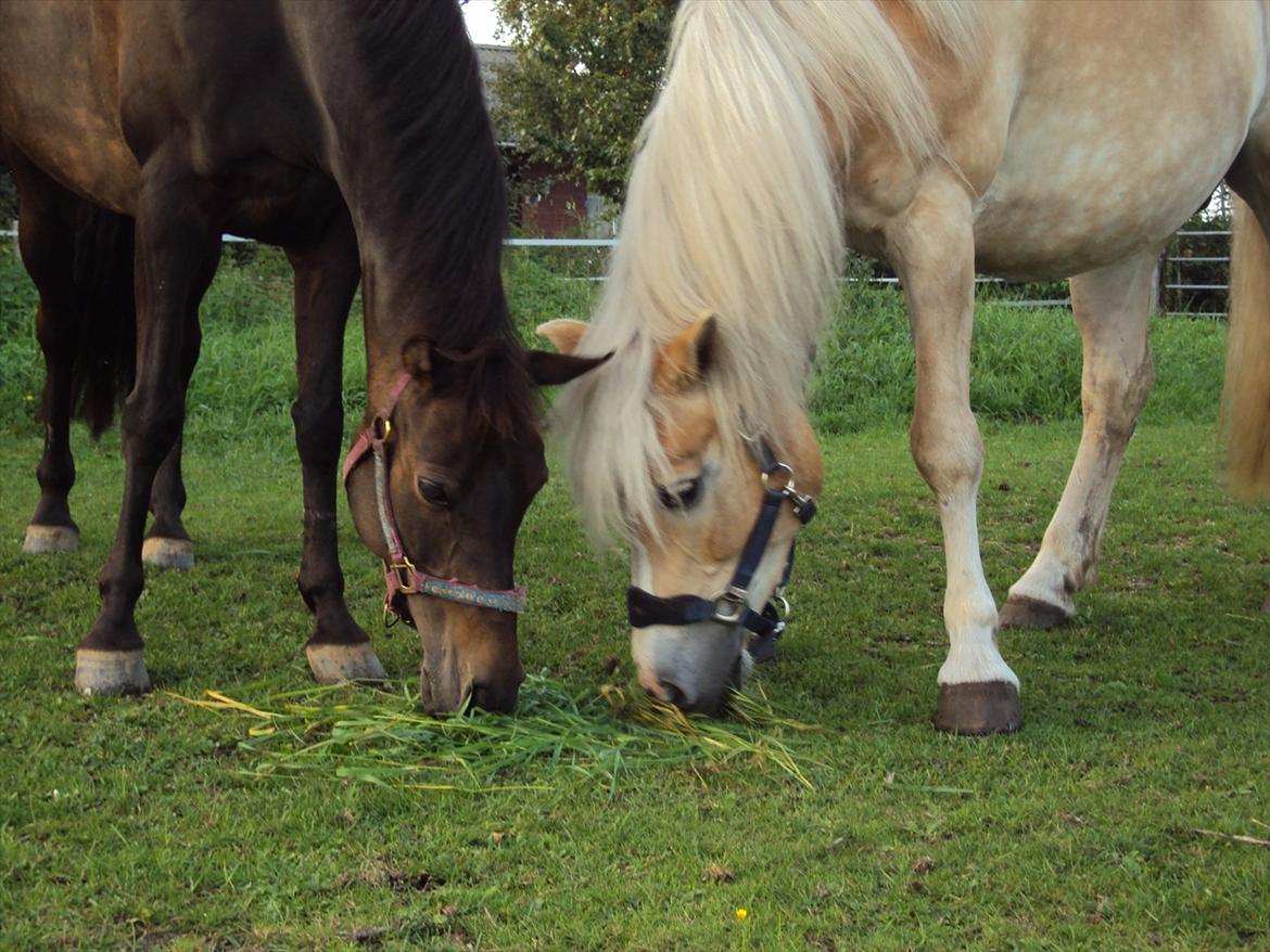 Tyroler Haflinger Bonny billede 15