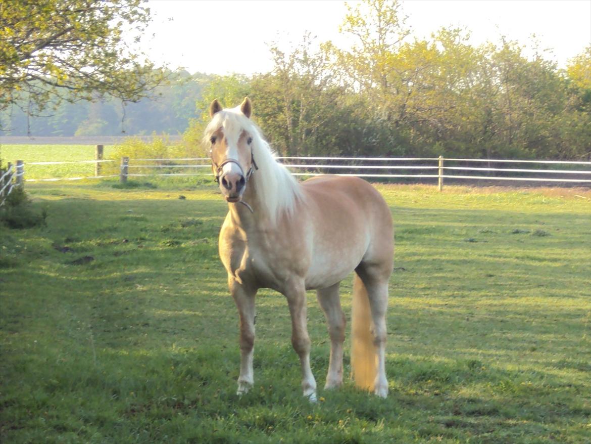 Tyroler Haflinger Bonny billede 16