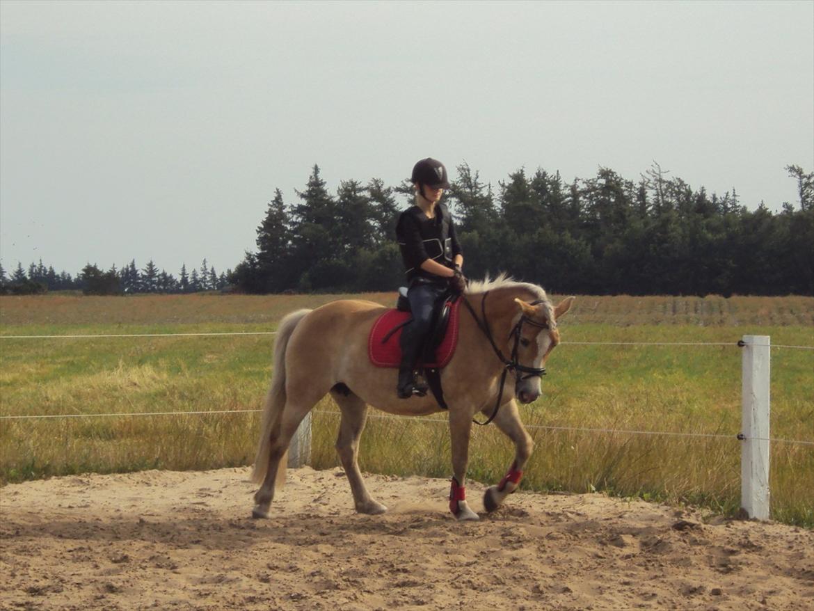 Tyroler Haflinger Bonny - Opvarmning til spring.. billede 17