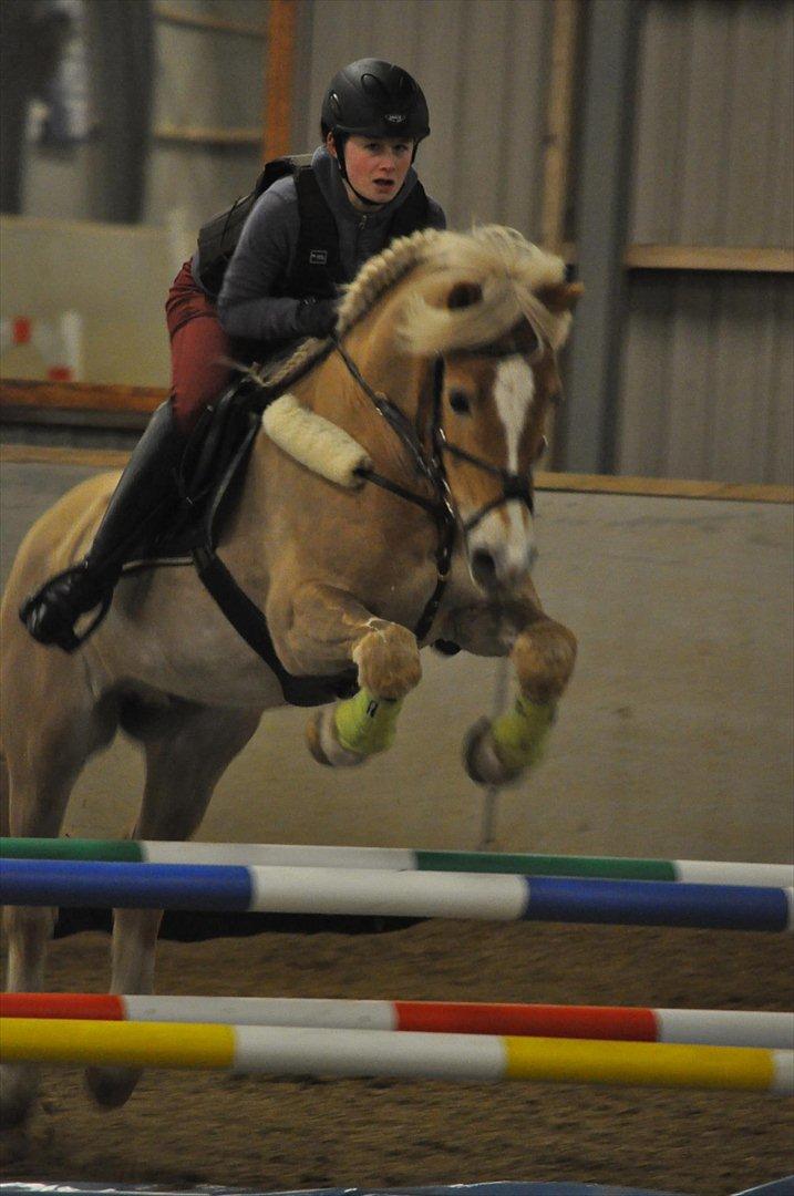 Tyroler Haflinger Story - JH foto  billede 5