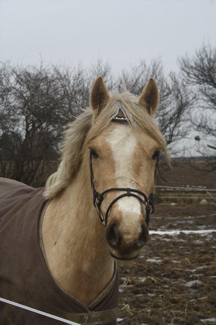 Welsh Cob (sec D) Sorrelcourt Enought Said *solgt* billede 6