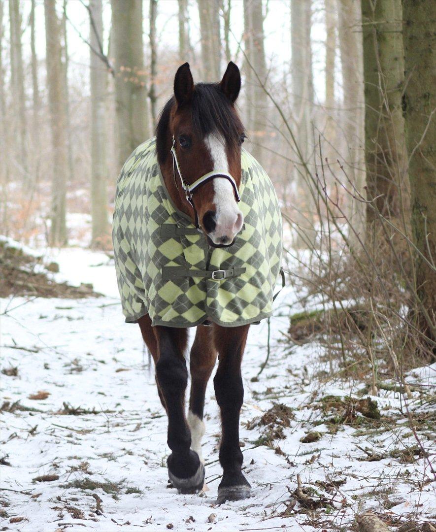 Anden særlig race Pedro El Valentino [Pede] - Pedro går i skoven :-) Dejlige hest! <3 foto: Line Holst Petersen billede 14