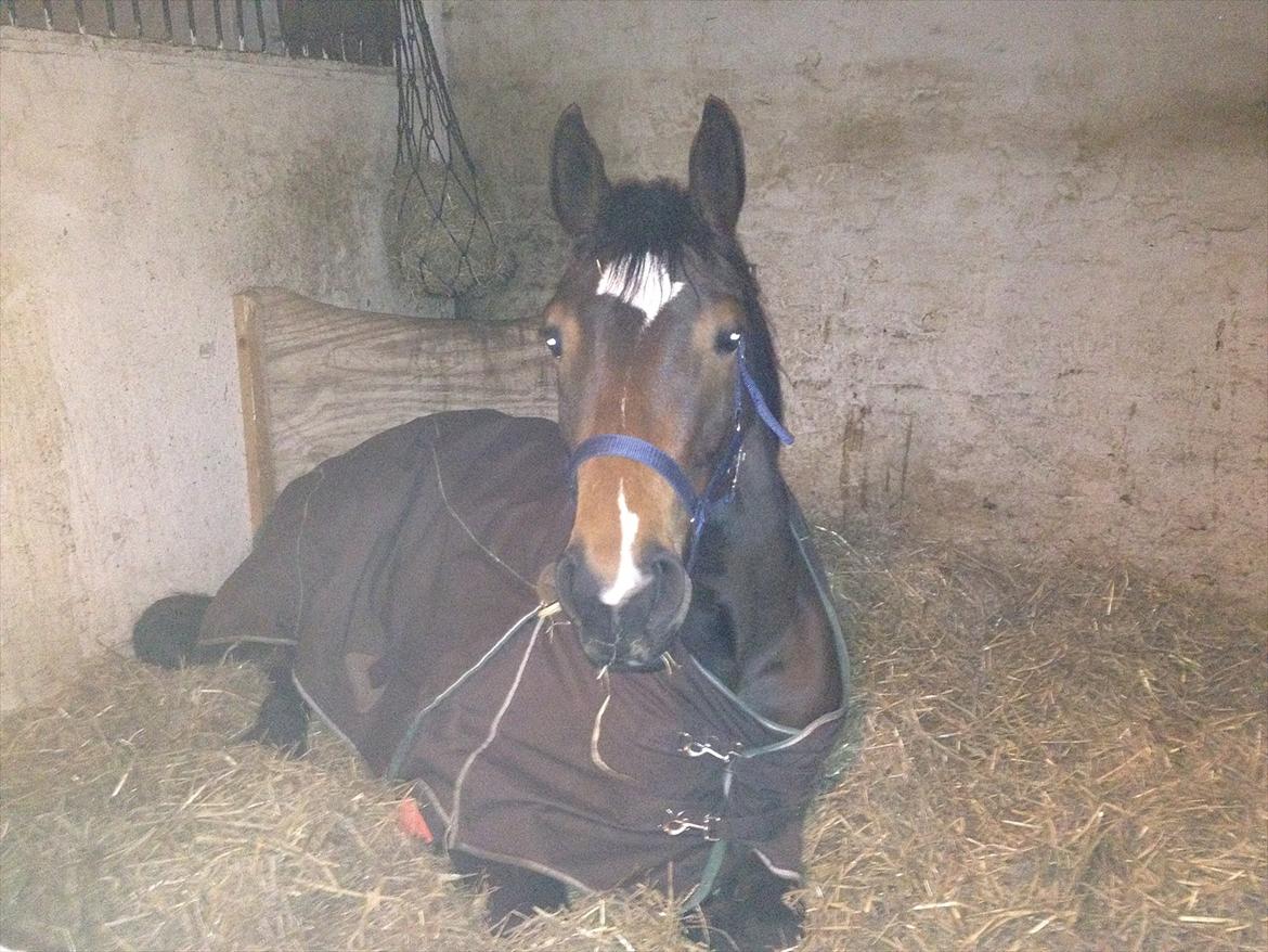 Dansk Varmblod Birkemosegaards Manila billede 13