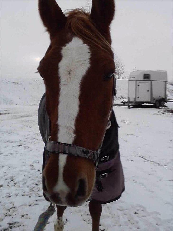 Hollandsk Sportspony Justin - justin i sne :D billede 1