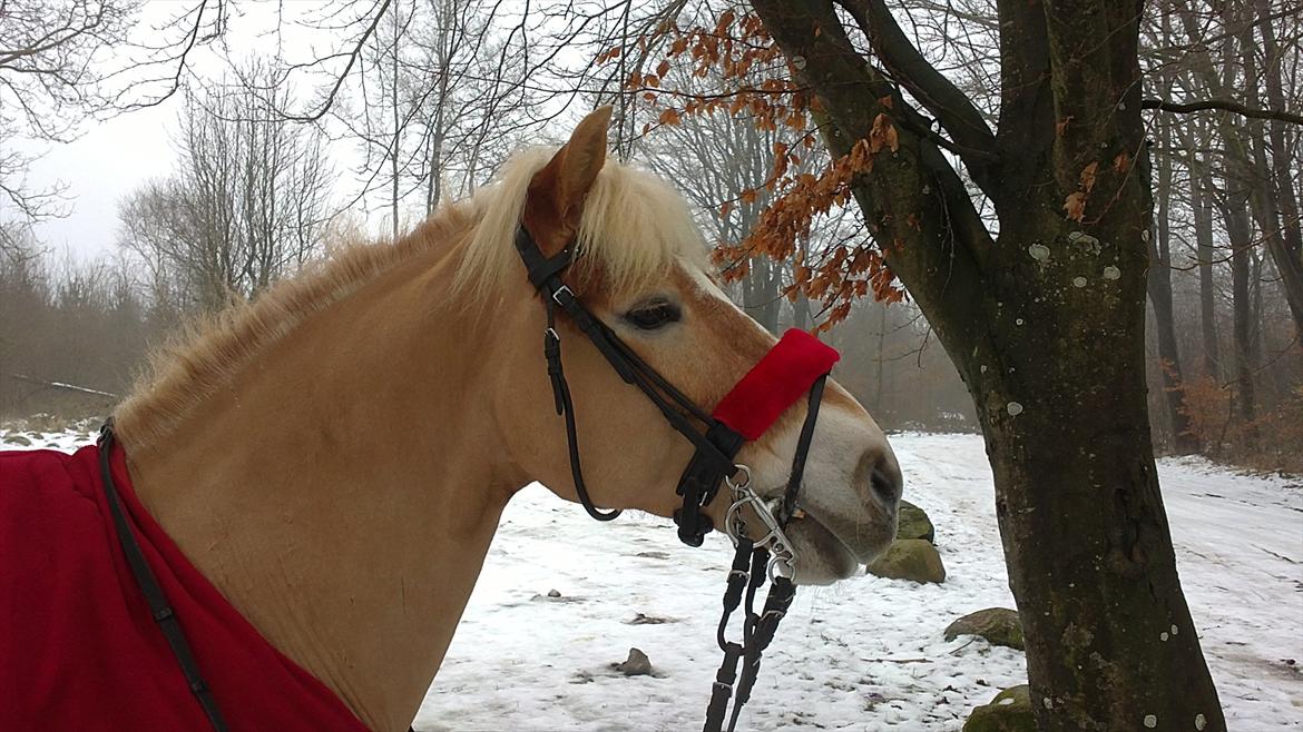 Haflinger WHISKY - I tur i Trolde-skoven i Jels (: - Whisky og Canto(hund) havde det utrolig sjovt med at løbe om kap :D  billede 20