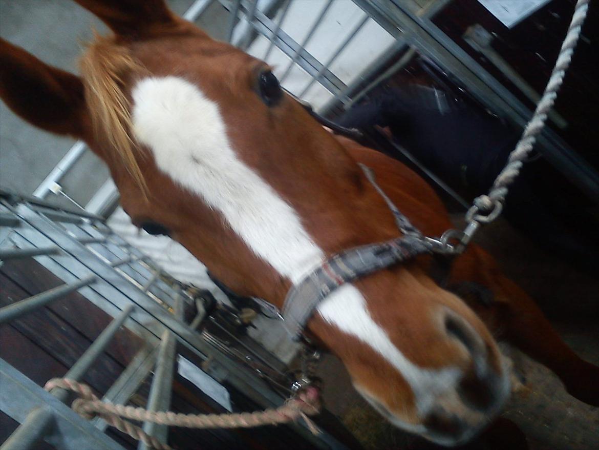 Hollandsk Sportspony Justin billede 2