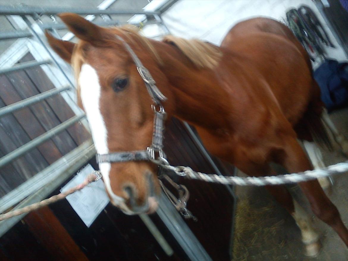 Hollandsk Sportspony Justin billede 3