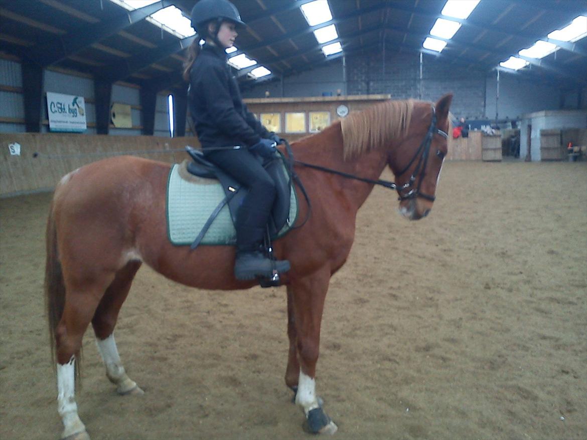 Hollandsk Sportspony Justin billede 5