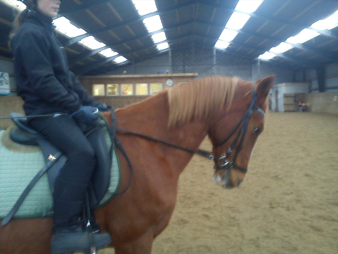 Hollandsk Sportspony Justin billede 6