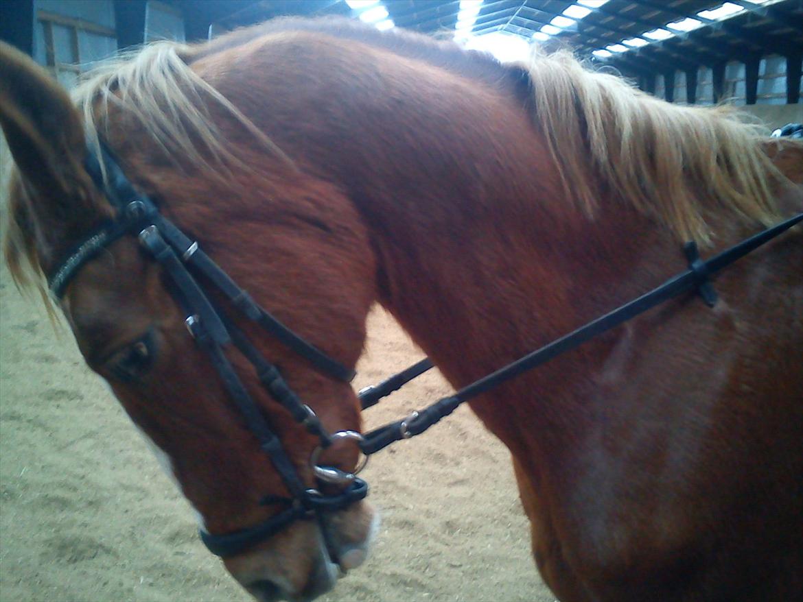 Hollandsk Sportspony Justin billede 7