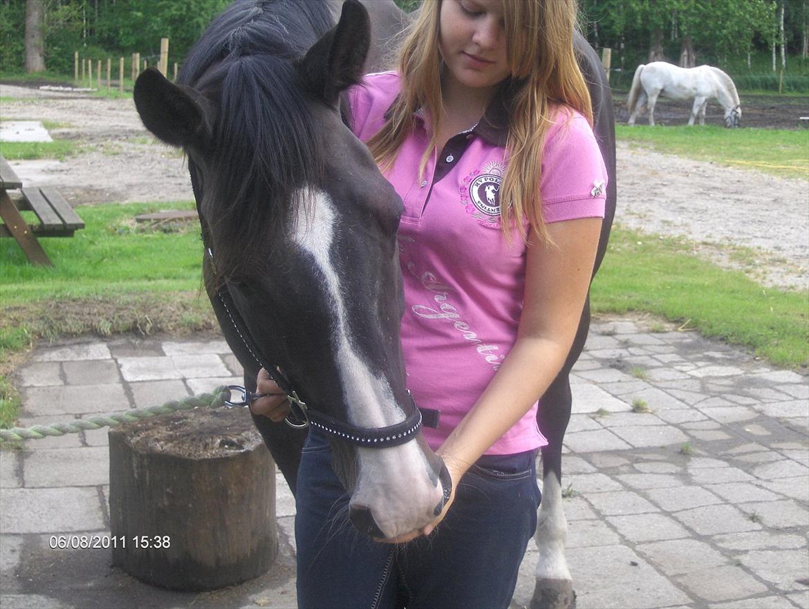 Dansk Varmblod Melissa<3 *den eneste ene* billede 3