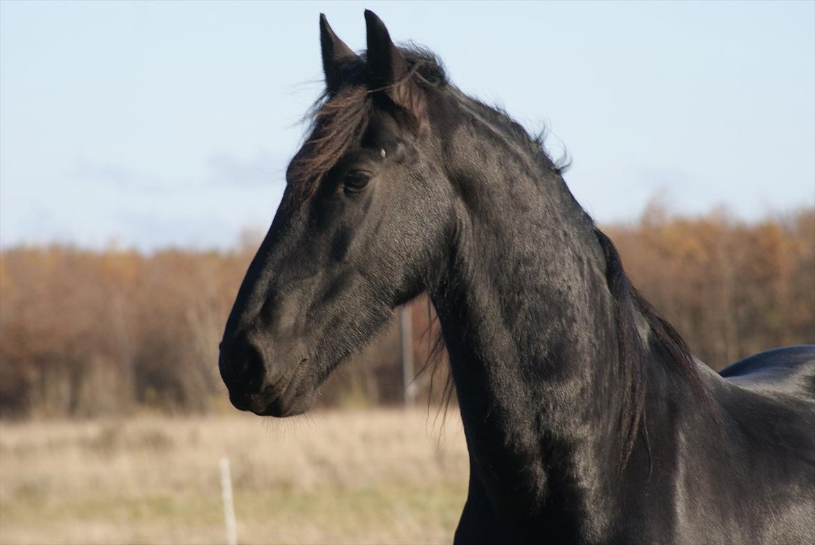 Frieser Twan (solgt) billede 2