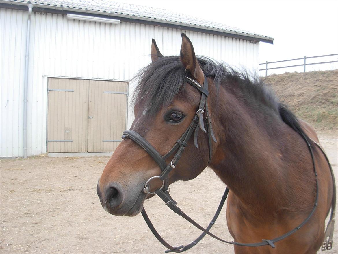 New Forest Cindy |har redet | solgt - Søde Cindy<3 billede 18