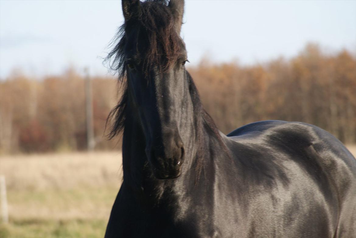 Frieser Twan (solgt) billede 6