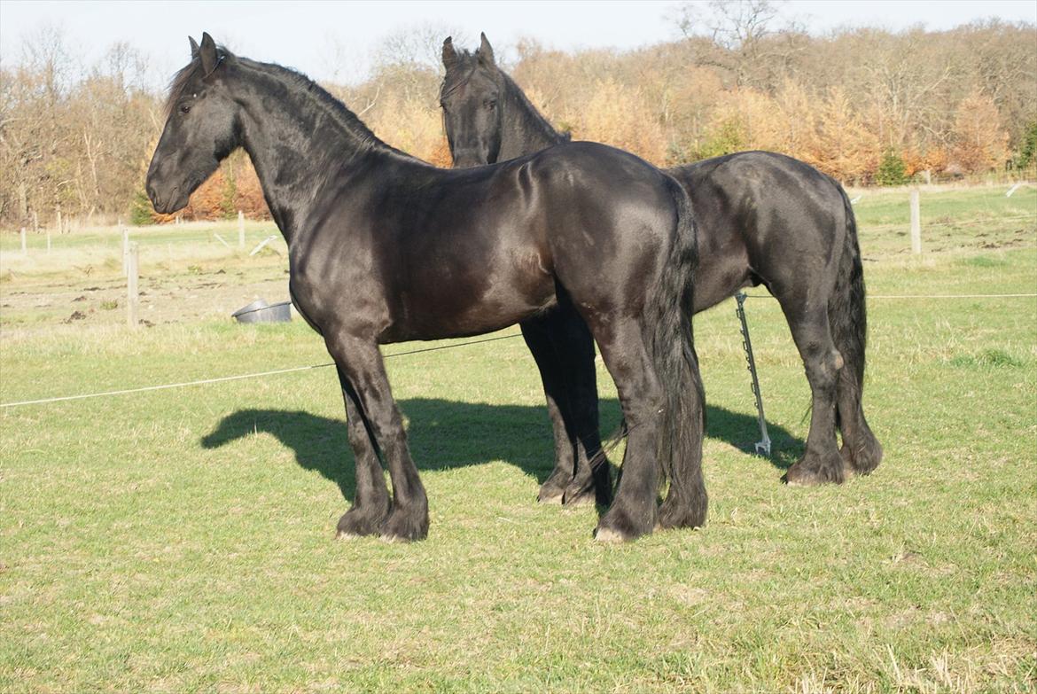 Frieser Twan (solgt) billede 7