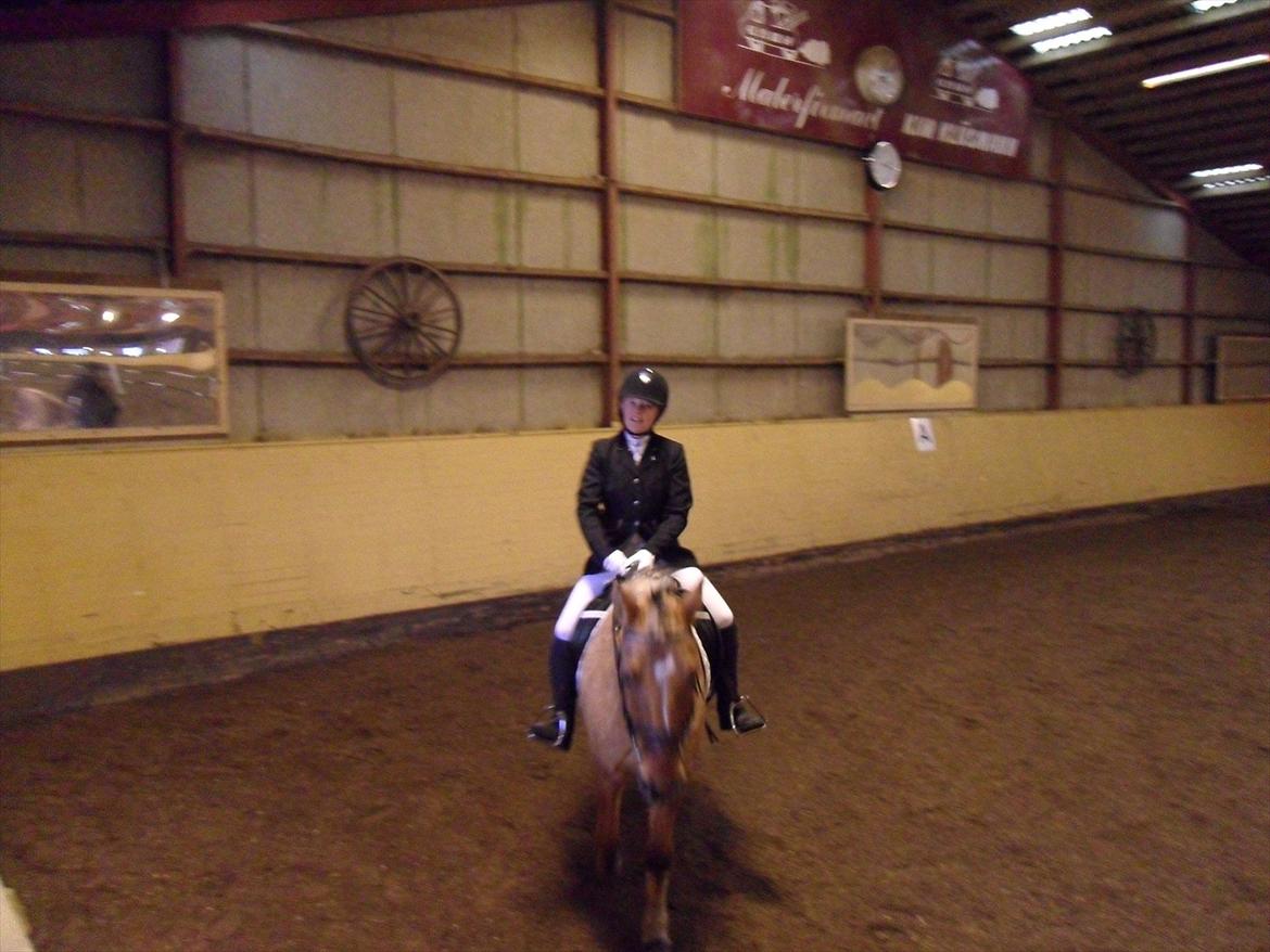 Anden særlig race Tarzan - Hej og velkommen til Tarzans profil! :-)

Tarzans første stævne og mit første stævne på Tarzan billede 1