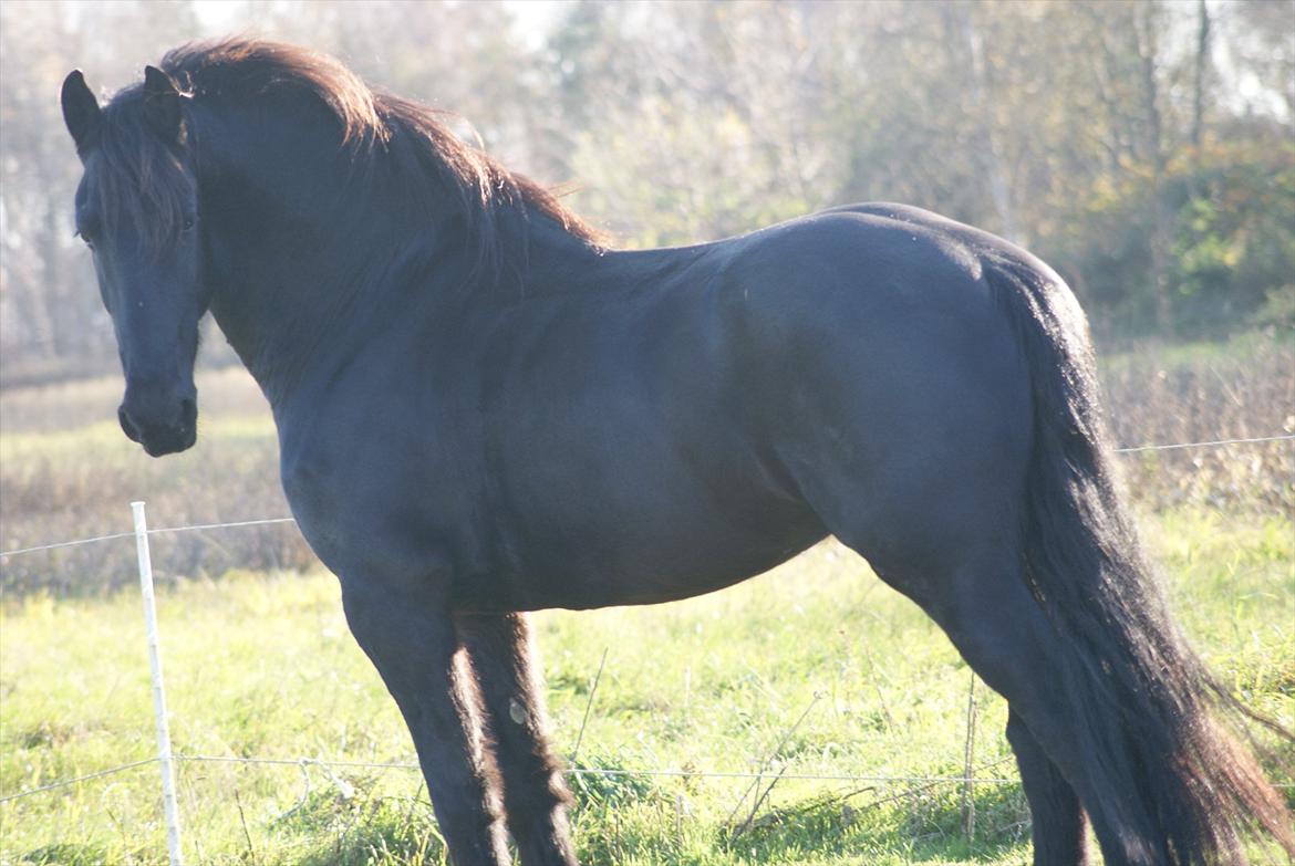 Frieser Twan (solgt) billede 8