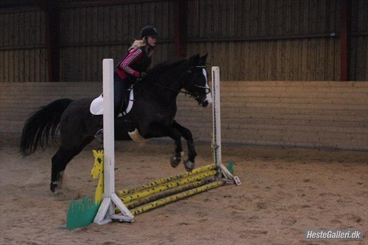 Dansk Varmblod Melissa<3 *den eneste ene* billede 5