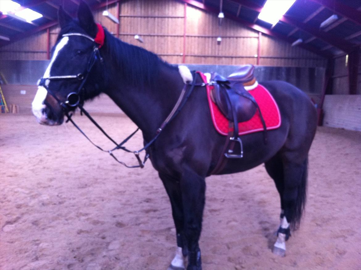 Dansk Varmblod Melissa<3 *den eneste ene* billede 6