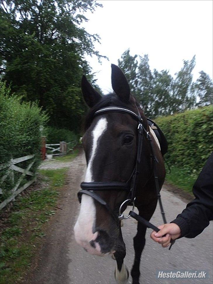 Dansk Varmblod Melissa<3 *den eneste ene* billede 7