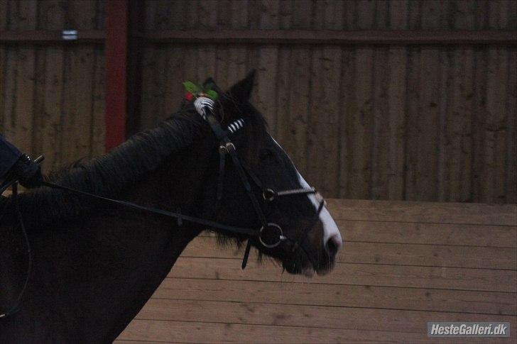 Dansk Varmblod Melissa<3 *den eneste ene* billede 10