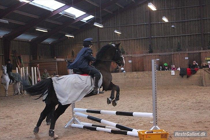 Dansk Varmblod Melissa<3 *den eneste ene* billede 11