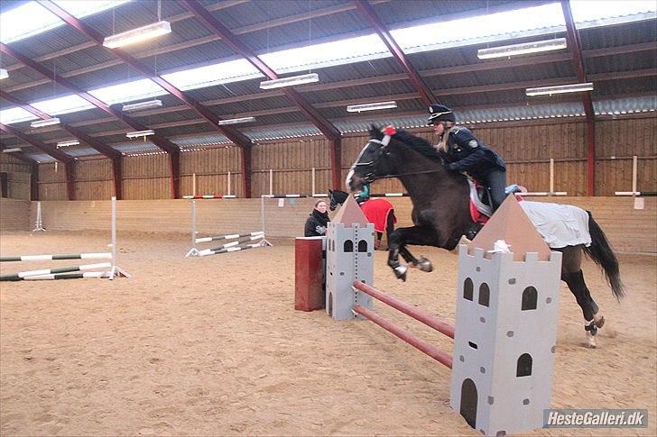 Dansk Varmblod Melissa<3 *den eneste ene* billede 12