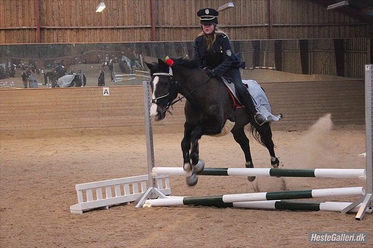 Dansk Varmblod Melissa<3 *den eneste ene* billede 14