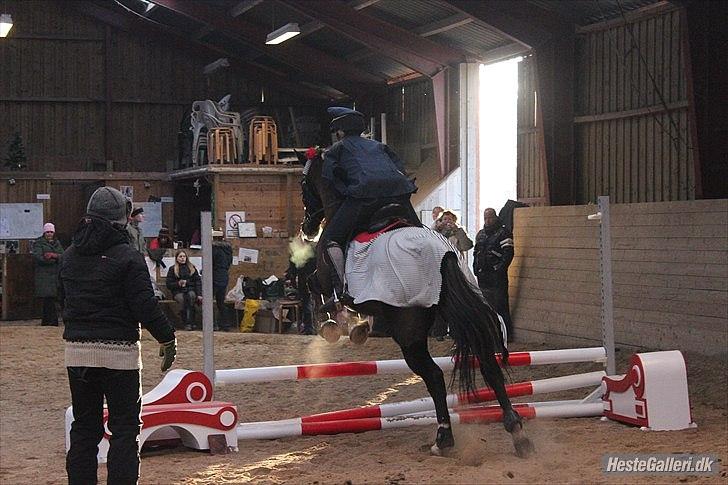 Dansk Varmblod Melissa<3 *den eneste ene* billede 15