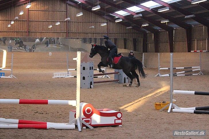 Dansk Varmblod Melissa<3 *den eneste ene* billede 16