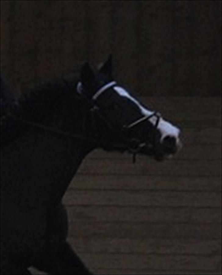 Dansk Varmblod Melissa<3 *den eneste ene* billede 18