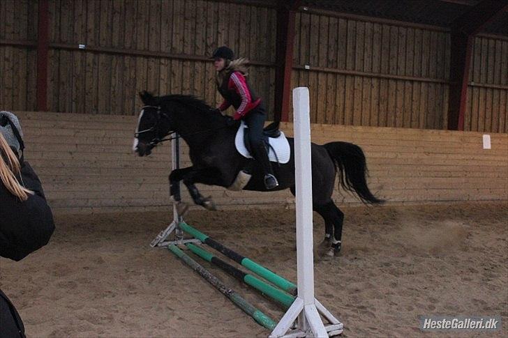 Dansk Varmblod Melissa<3 *den eneste ene* billede 19