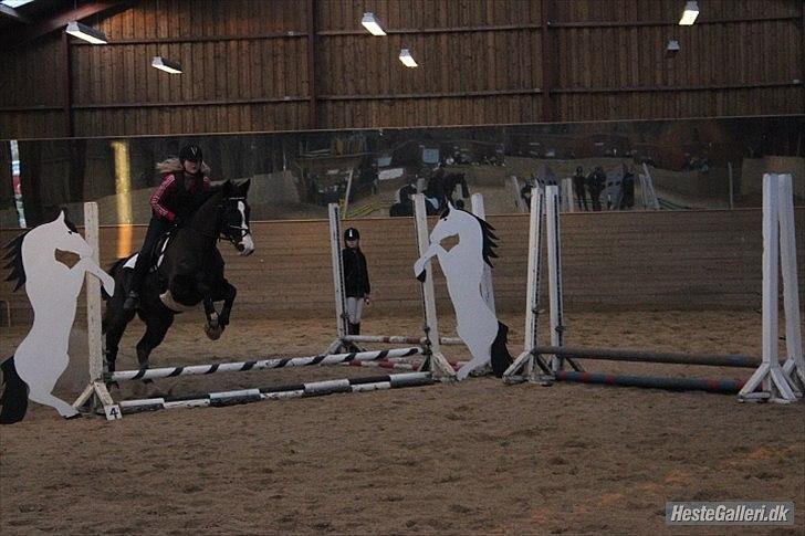 Dansk Varmblod Melissa<3 *den eneste ene* billede 20