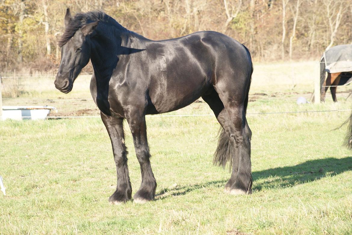 Frieser Twan (solgt) billede 9