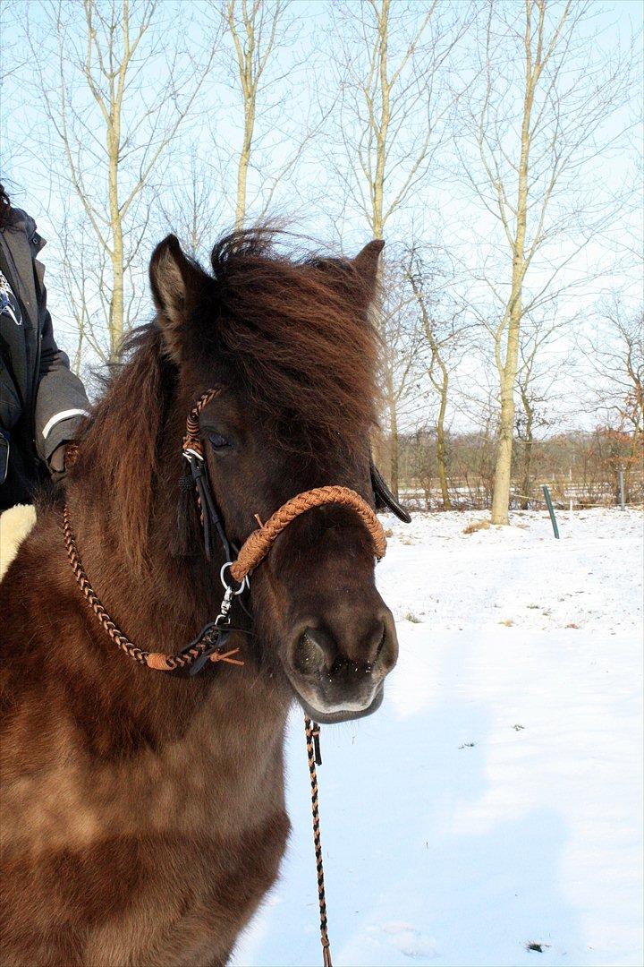 Islænder Katla (also known as Bimsen) billede 4