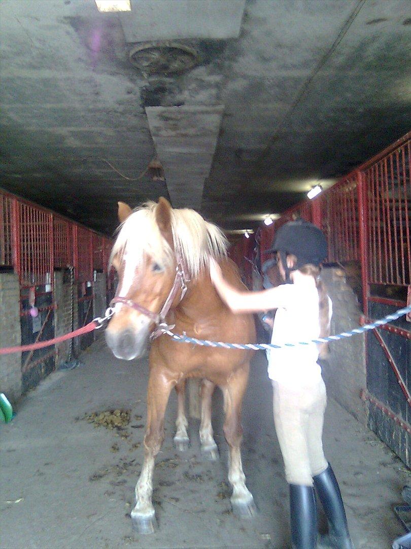 Haflinger Goldie - jeg strigler Goldie billede 2