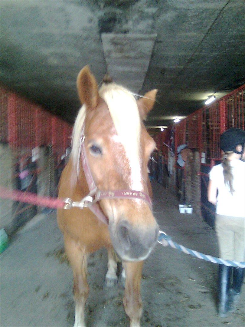 Haflinger Goldie - <33 billede 3