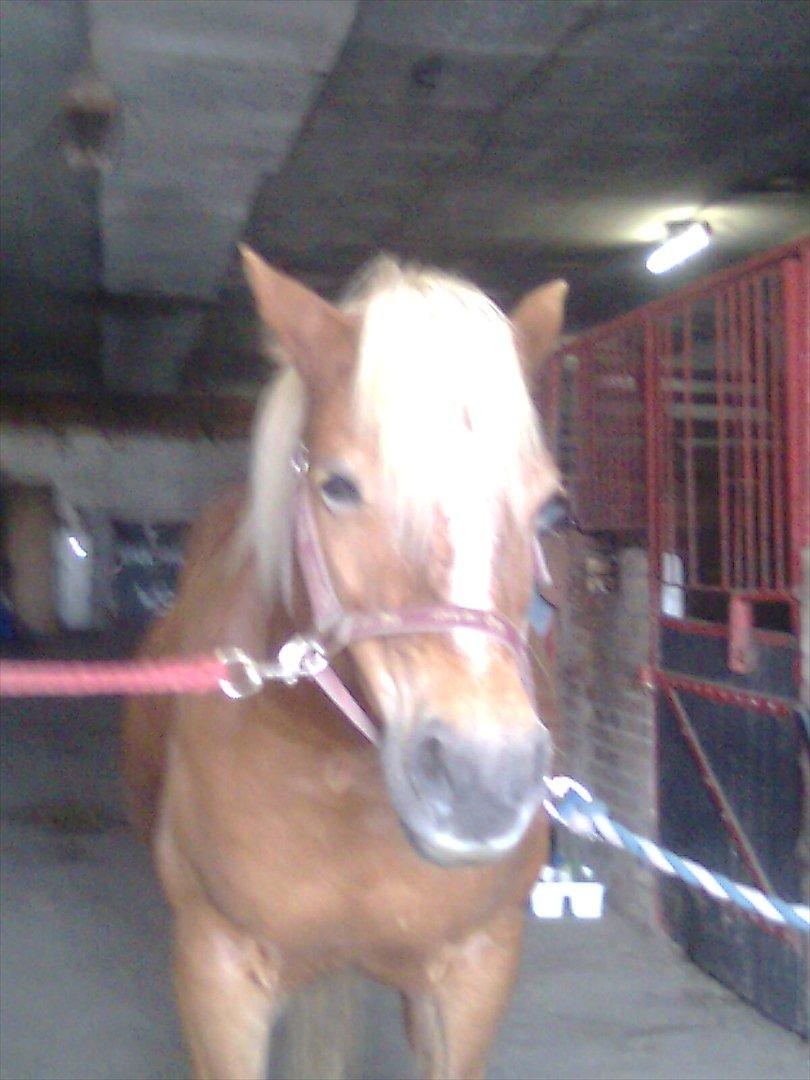 Haflinger Goldie billede 4