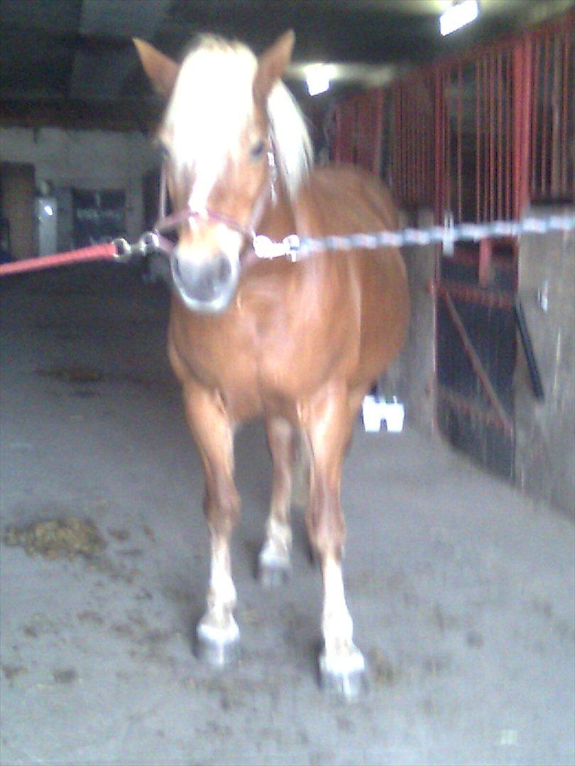 Haflinger Goldie billede 5