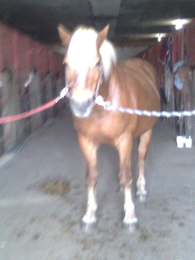 Haflinger Goldie billede 6