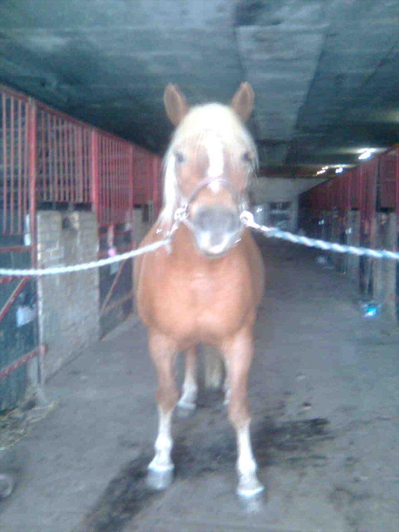 Haflinger Goldie billede 7