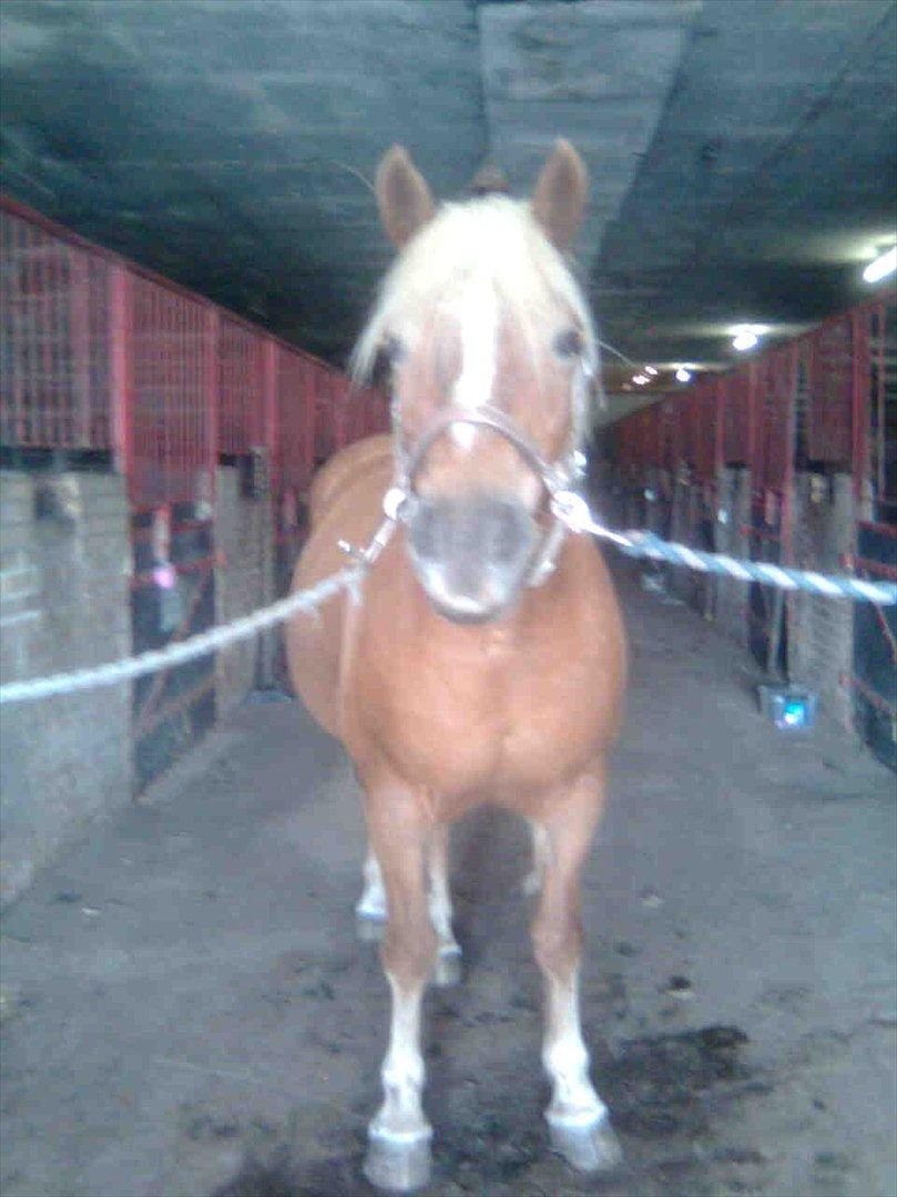 Haflinger Goldie billede 8