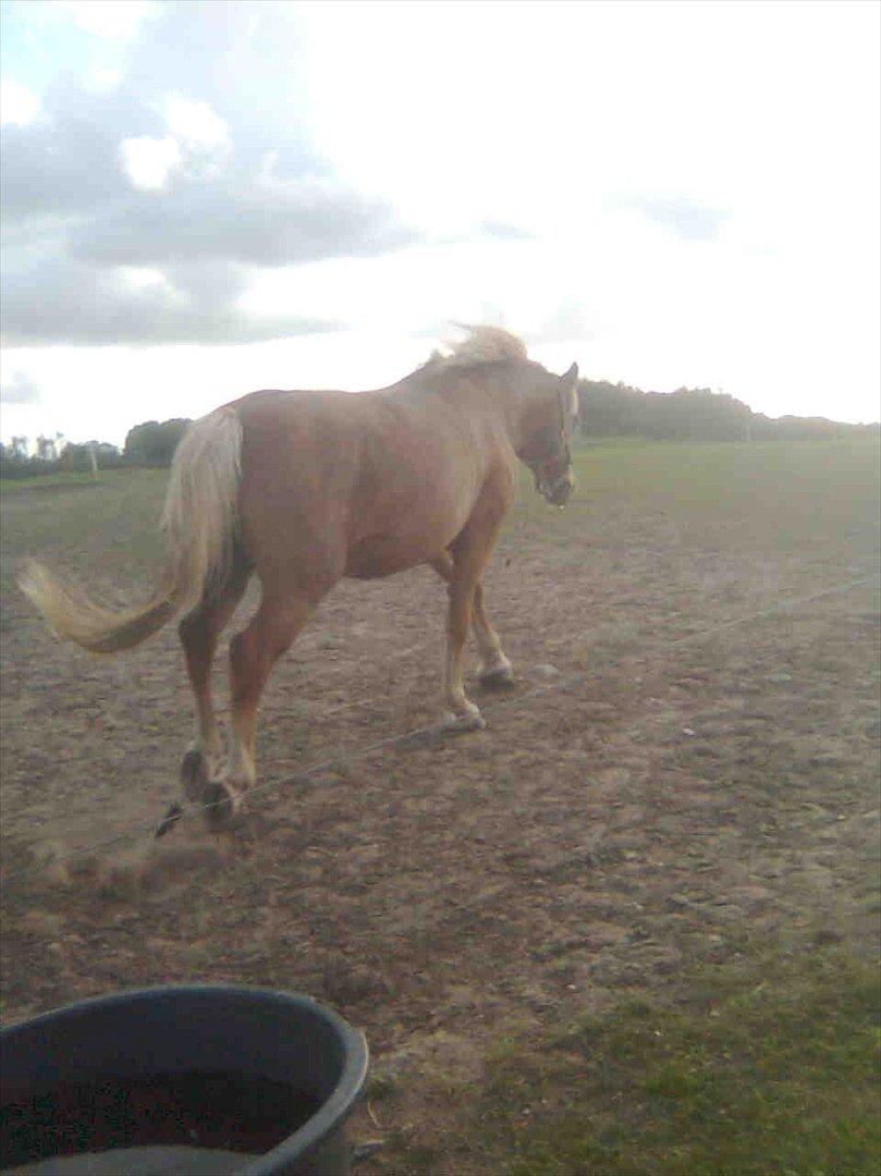 Haflinger Goldie billede 9