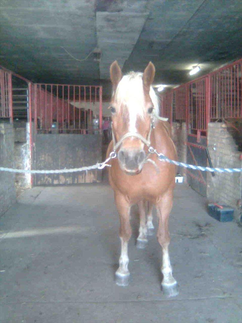 Haflinger Goldie billede 10
