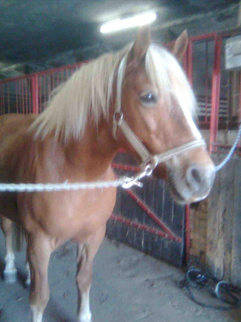 Haflinger Goldie - <333 billede 11