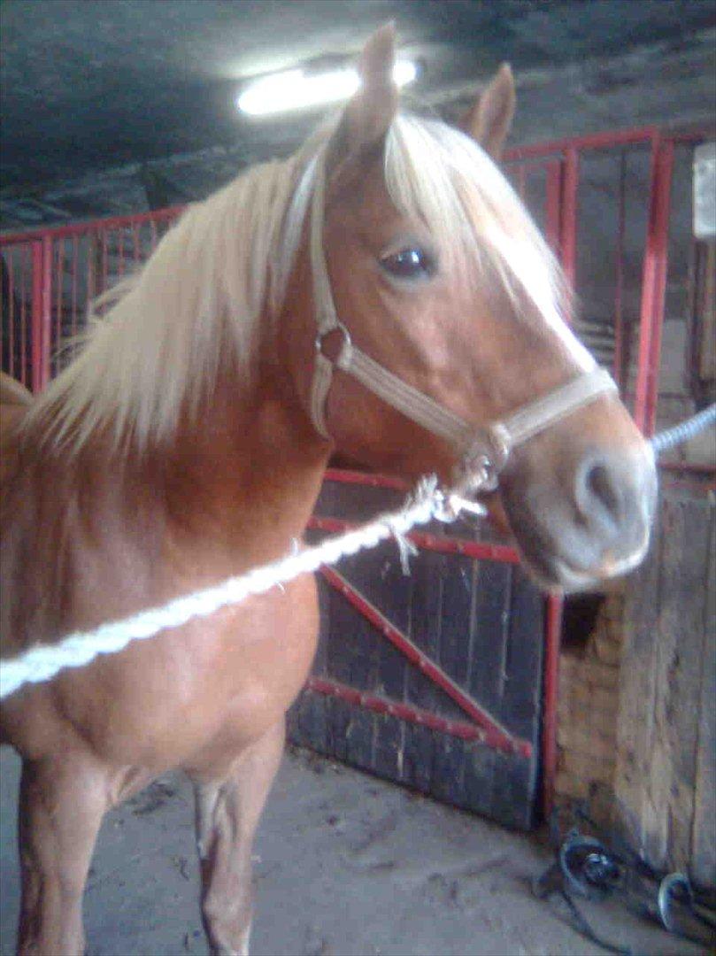 Haflinger Goldie billede 12