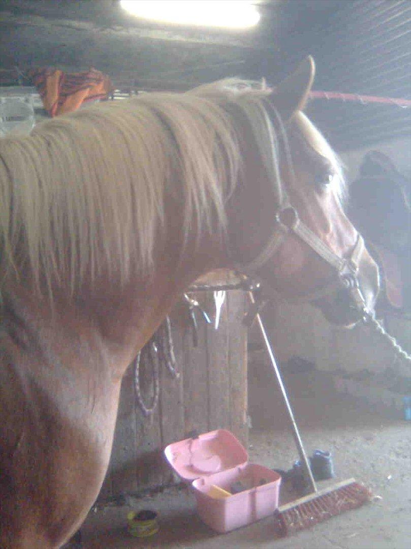 Haflinger Goldie - Elsker dig smukke Goldie  billede 13